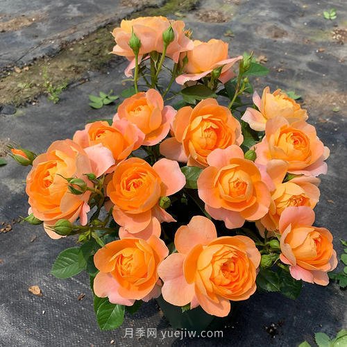 推薦5個(gè)微型月季品種，株型小開(kāi)花多是陽(yáng)臺盆栽佳品(圖1)