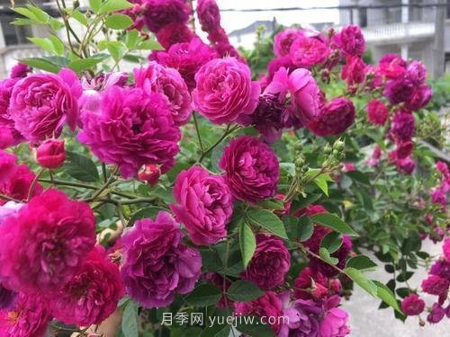 推薦5個(gè)微型月季品種，株型小開(kāi)花多是陽(yáng)臺盆栽佳品(圖4)