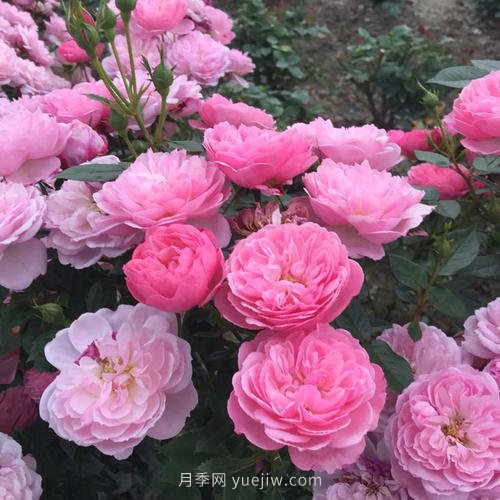 推薦5個(gè)微型月季品種，株型小開(kāi)花多是陽(yáng)臺盆栽佳品(圖3)