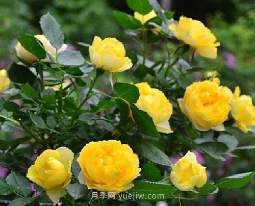 推薦5個(gè)微型月季品種，株型小開(kāi)花多是陽(yáng)臺盆栽佳品(圖2)
