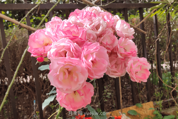 推薦4個(gè)適合新花友種植的藤本月季品種，長(cháng)勢強勁開(kāi)花量大(圖3)