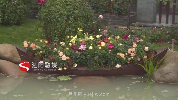 第十一屆中國月季展覽會(huì )：走進(jìn)淮安展園(圖3)