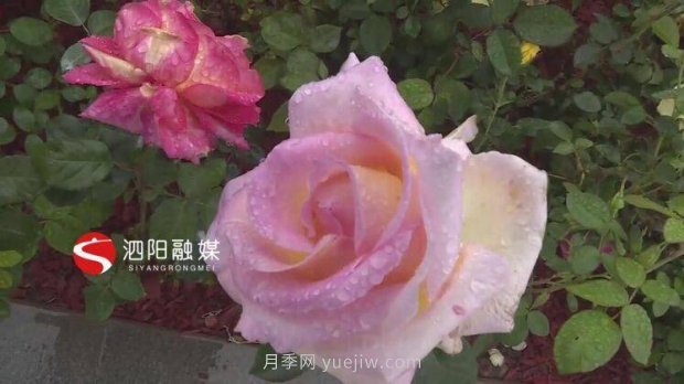 第十一屆中國月季展覽會(huì )：走進(jìn)淮安展園(圖4)