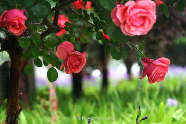 滿(mǎn)城飄香賞月季，月季花開(kāi)驚艷了四月的鄭州(圖1)