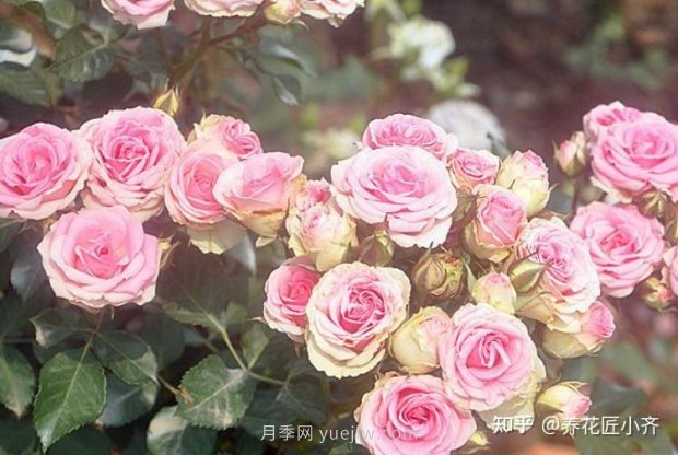 推薦4款月季品種，輕松打造小型月季花墻(圖5)