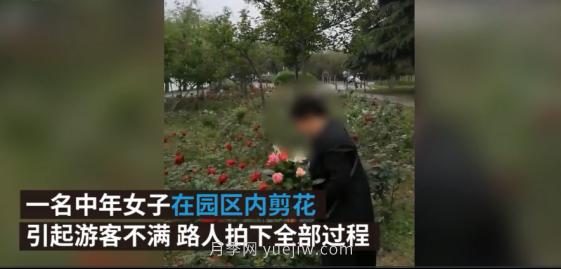 南陽(yáng)月季“剪花姐”被處罰，罰款后保證以后再不犯(圖2)