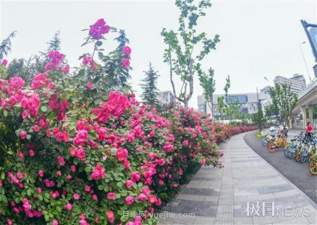 大武漢美！武漢滿(mǎn)城月季流淌幸福的浪漫(圖4)
