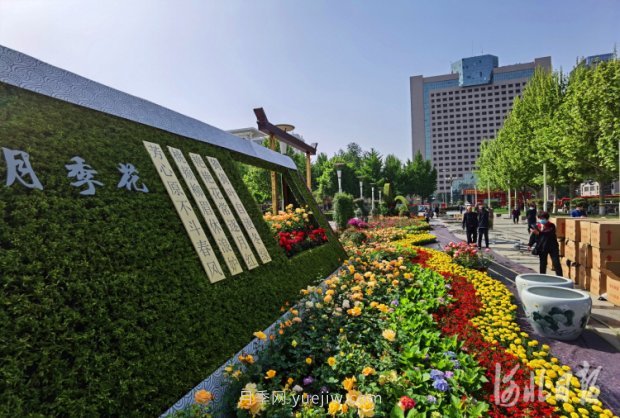 河北石家莊市第十七屆月季花展五一開(kāi)幕，16個(gè)月季花壇展示(圖3)