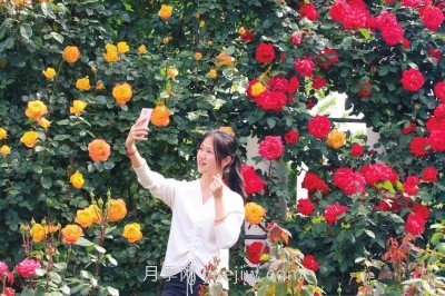 打造市花月季花海！鄭州要用三年時(shí)間建設月季花城(圖2)
