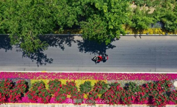 2185萬(wàn)株市花月季盛開(kāi)！請叫鄭州“月季花城”(圖6)
