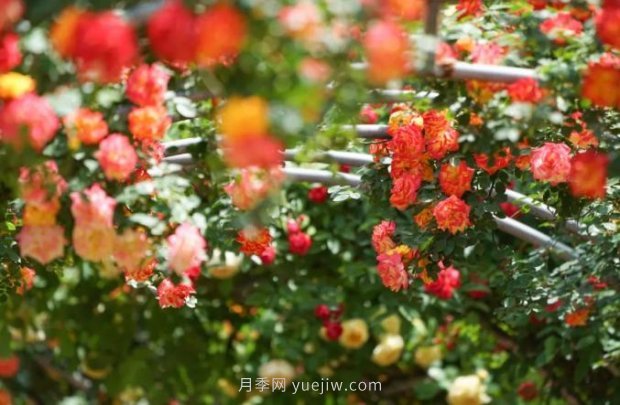 2185萬(wàn)株市花月季盛開(kāi)！請叫鄭州“月季花城”(圖4)