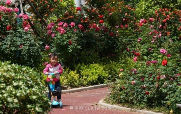 2185萬(wàn)株市花月季盛開(kāi)！請叫鄭州“月季花城”(圖5)