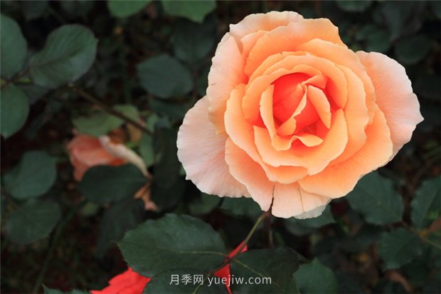河南農業(yè)：鄉村振興 南陽(yáng)扶貧記(圖1)