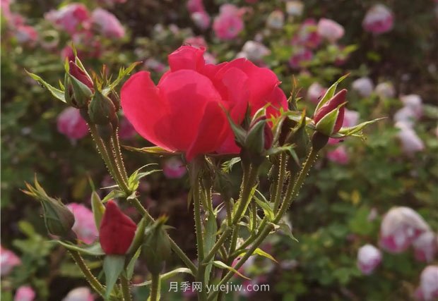 淮南市花月季盛開(kāi)，來(lái)舜耕山風(fēng)景區欣賞(圖2)