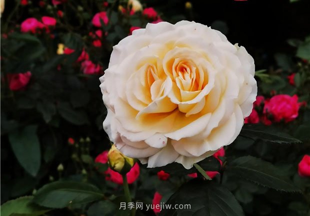 淮南市花月季盛開(kāi)，來(lái)舜耕山風(fēng)景區欣賞(圖1)
