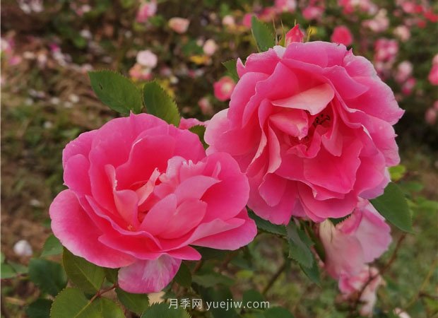 淮南市花月季盛開(kāi)，來(lái)舜耕山風(fēng)景區欣賞(圖3)