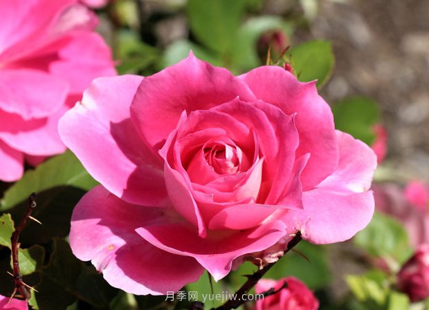月季花開(kāi) 五一在宛 樂(lè )游南陽(yáng)(圖1)