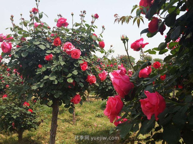 樹(shù)月，什么是樹(shù)狀月季？哪有賣(mài)的？(圖2)