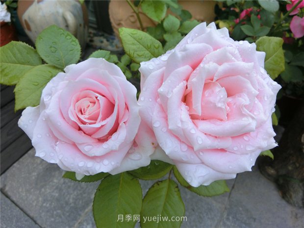 五月份園林養護注意這幾點(diǎn)，讓月季苗木安全度夏(圖1)