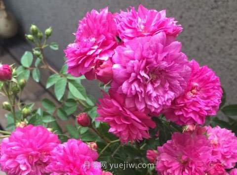 甜蜜馬車(chē)月季，非常優(yōu)秀的經(jīng)典微型月季(圖2)