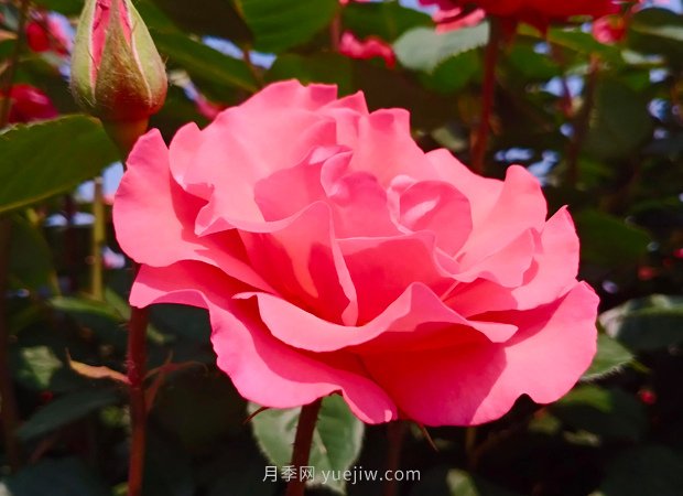 4種花卉，花友入坑不能自拔，尤其是月季(圖1)