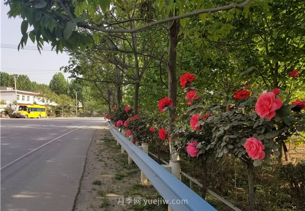 方城縣七峰山公路十里月季花開(kāi)(圖3)