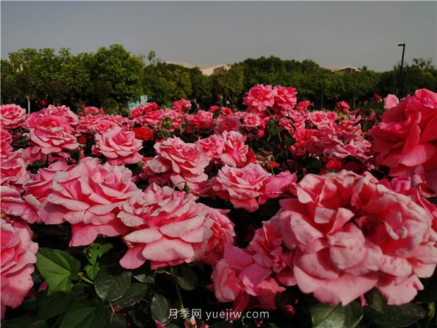 南陽(yáng)世界月季大觀(guān)園規模真大，快來(lái)過(guò)把月季花癮(圖1)