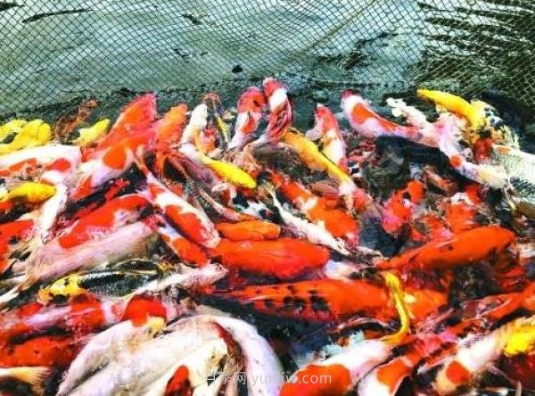 南陽(yáng)鎮平縣：小金魚(yú)“游”出大產(chǎn)業(yè)(圖1)