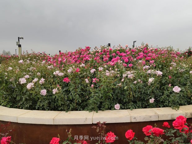 走進(jìn)世界月季大觀(guān)園，醉美家鄉南陽(yáng)的月季花(圖3)