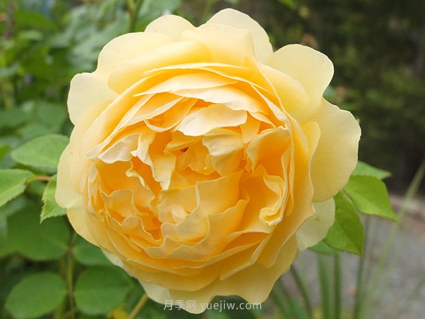 月季花怎么養？月季花的養殖方法(圖1)