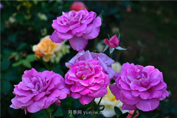 南昌濱江月季園，帶你去看天下風(fēng)流的江西月季花(圖1)