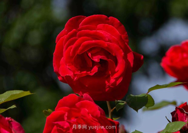 安陽(yáng)市滑縣森林公園月季花開(kāi)放，賞花打卡正當時(shí)(圖2)