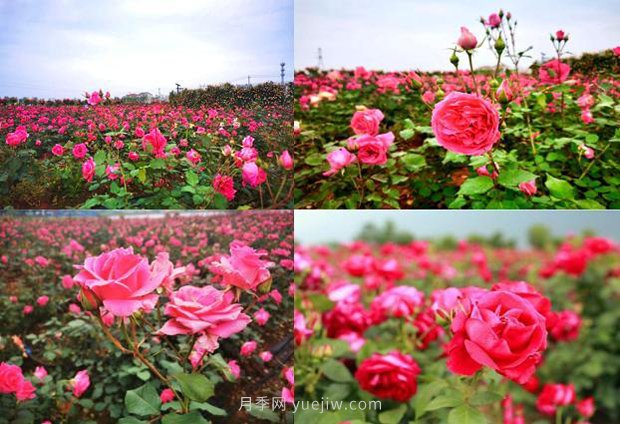 北京月季文化節5月18開(kāi)幕，11大展區可欣賞月季美景(圖1)