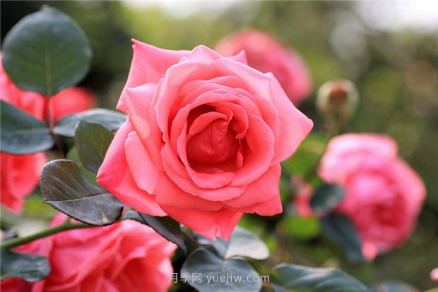 河南18市市花大全！月季居然同為8個(gè)市的市花(圖1)