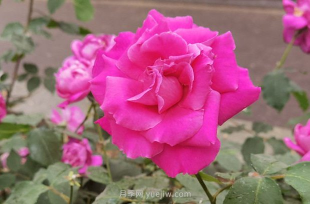 北京月季花花世界中，高貴的紫色月季醉迷人(圖1)