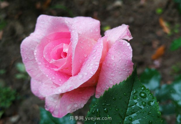 實(shí)體店買(mǎi)月季花更放心，為什么花友還喜歡從網(wǎng)上買(mǎi)？(圖1)