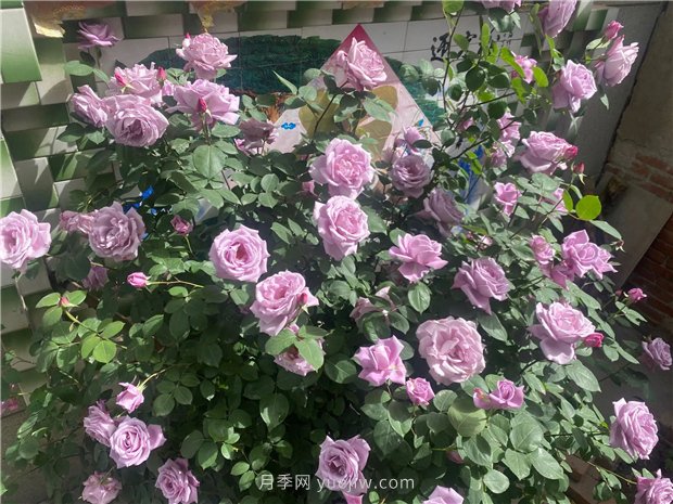 30多歲的藍色尼羅河月季長(cháng)什么樣？見(jiàn)識下(圖2)