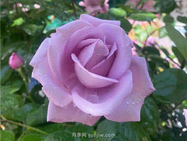 30多歲的藍色尼羅河月季長(cháng)什么樣？見(jiàn)識下(圖1)