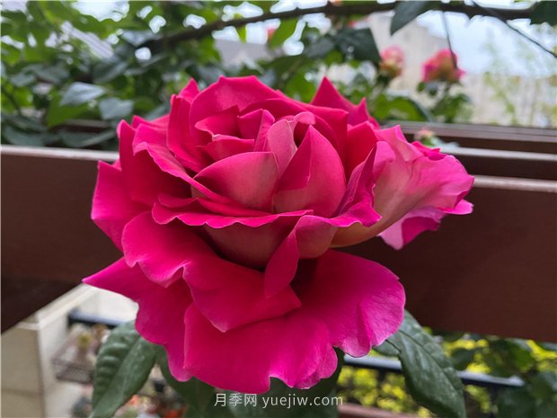 古龍月季，強烈推薦給喜愛(ài)月季花的花友(圖1)