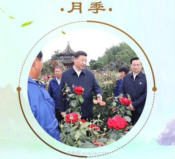 “小康菜譜”上新了！“***強帶貨員”這次cue到南陽(yáng)月季(圖1)