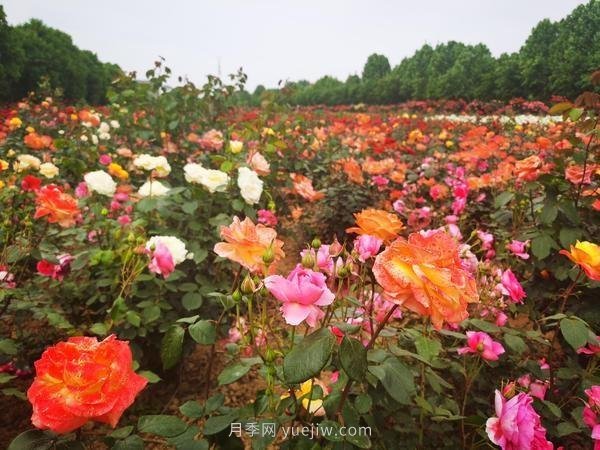 南陽(yáng)月季火出圈！鄭州市花月季舉手有話(huà)說(shuō)(圖2)