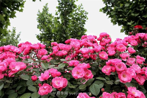 3年沖刺100億年產(chǎn)值，南陽(yáng)月季畫(huà)好發(fā)展路線(xiàn)圖(圖1)