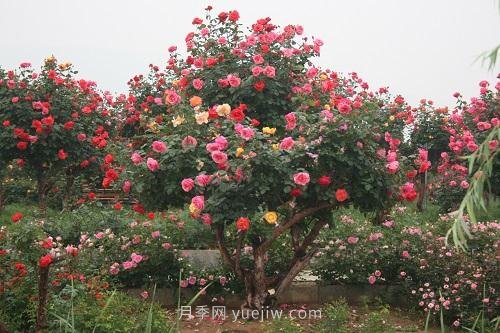 年產(chǎn)值25億！中國月季八成南陽(yáng)種植(圖1)