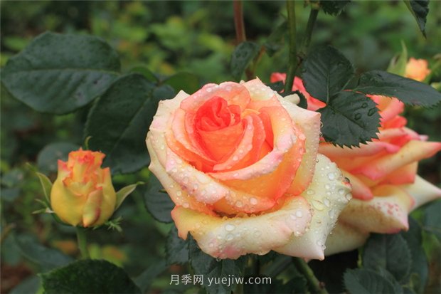 月季花開(kāi)盡芬芳，大美南陽(yáng)顯輝煌(圖1)