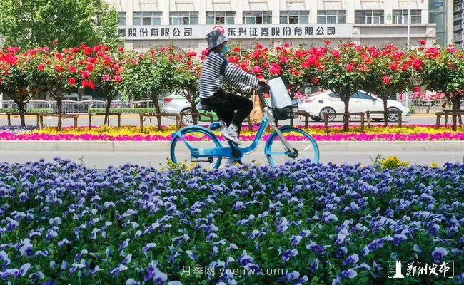 月季花開(kāi)滿(mǎn)城，***美鄭州五月天（圖冊）(圖3)
