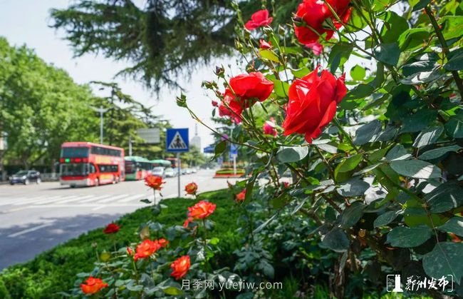 月季花開(kāi)滿(mǎn)城，***美鄭州五月天（圖冊）(圖4)