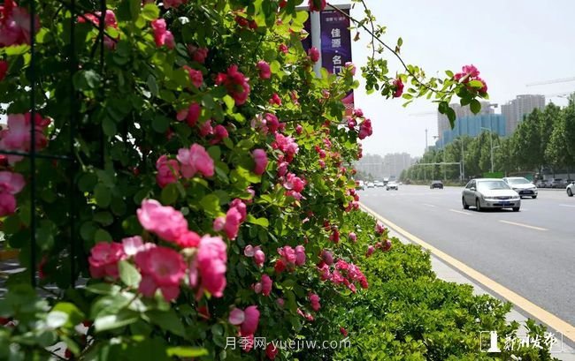 月季花開(kāi)滿(mǎn)城，***美鄭州五月天（圖冊）(圖5)