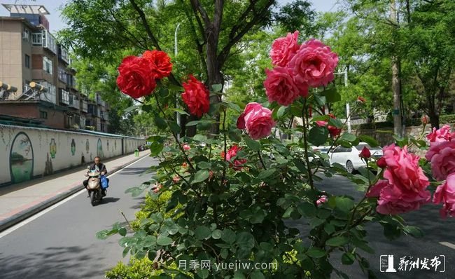 月季花開(kāi)滿(mǎn)城，***美鄭州五月天（圖冊）(圖6)