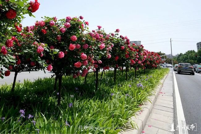 月季花開(kāi)滿(mǎn)城，***美鄭州五月天（圖冊）(圖7)