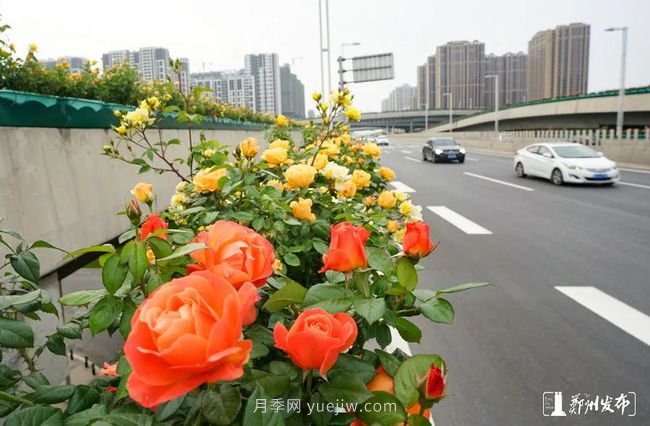 月季花開(kāi)滿(mǎn)城，***美鄭州五月天（圖冊）(圖8)